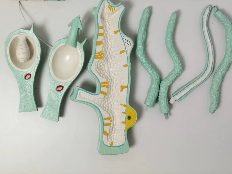 hydra, material didactico para enseñanza, 6012