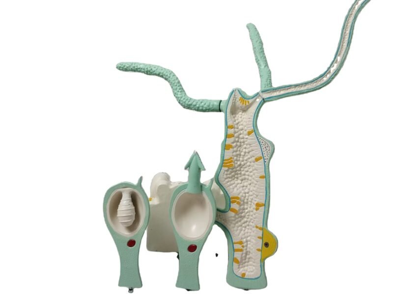 hydra, material didactico para enseñanza, 6012