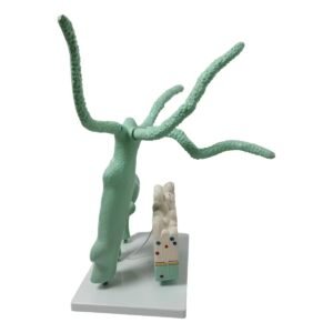 hydra, material didactico para enseñanza, 6012