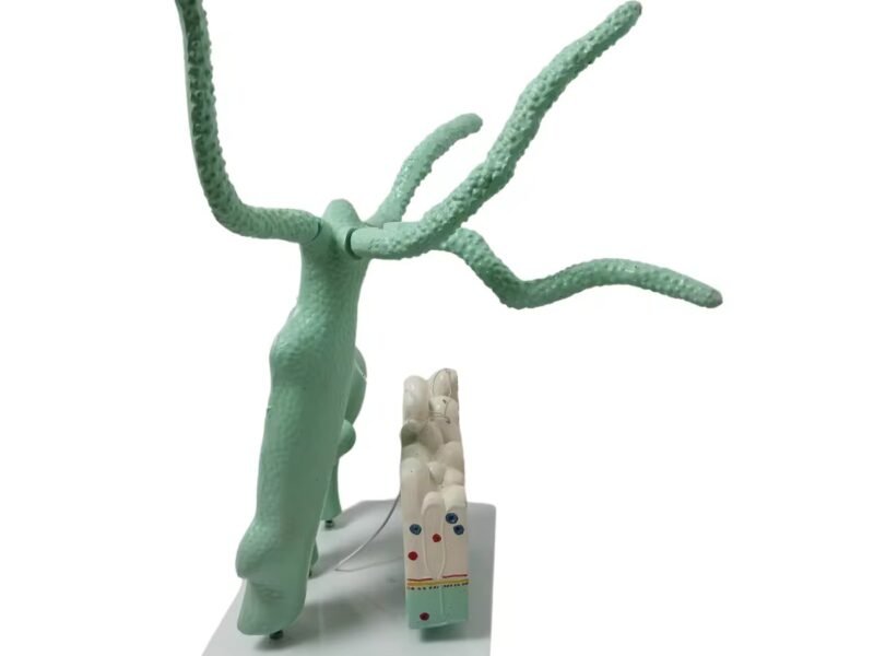 hydra, material didactico para enseñanza, 6012