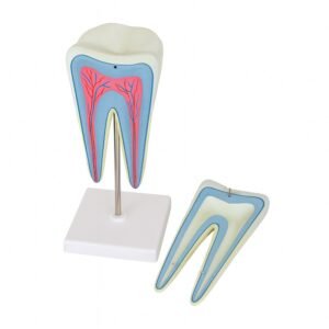 modelo de diente, material didactico para enseñanza, 7011