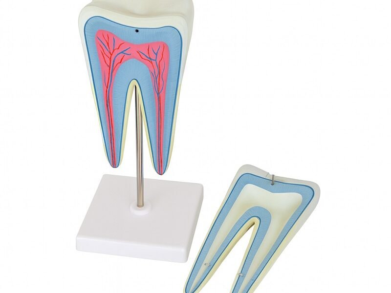 modelo de diente, material didactico para enseñanza, 7011