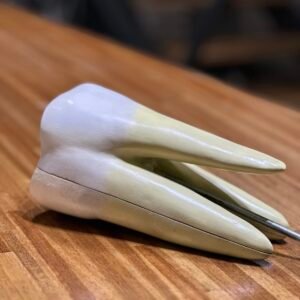 modelo de diente, material didactico para enseñanza, 7011