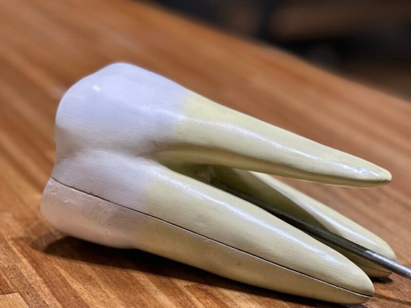 modelo de diente, material didactico para enseñanza, 7011