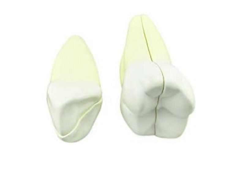 modelo dentición y muela, 7012