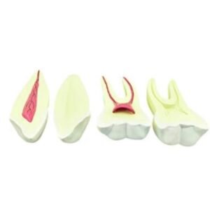 modelo dentición y muela, 7012