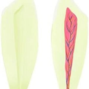 modelo dentición y muela, 7012