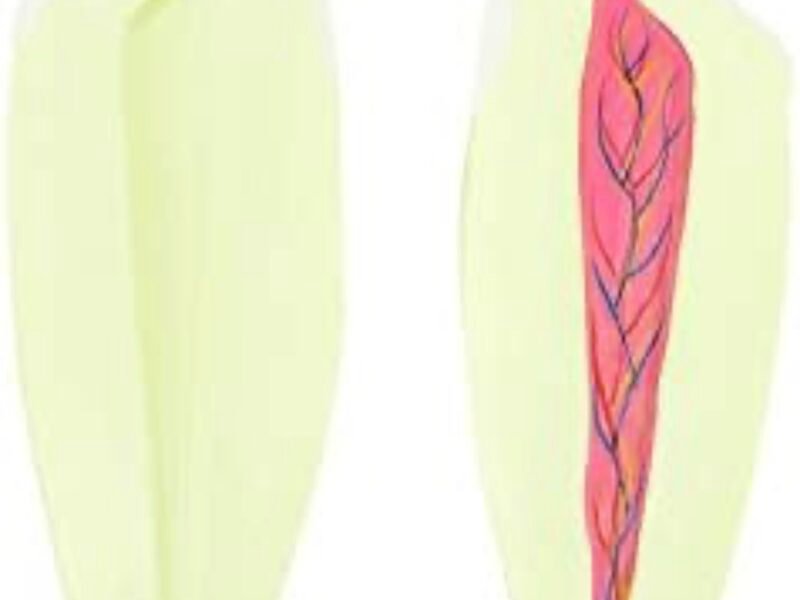 modelo dentición y muela, 7012