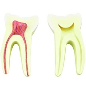 modelo dentición y muela, 7012