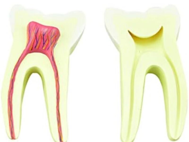 modelo dentición y muela, 7012