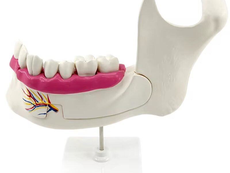 maxilar inferior, modelo 7022