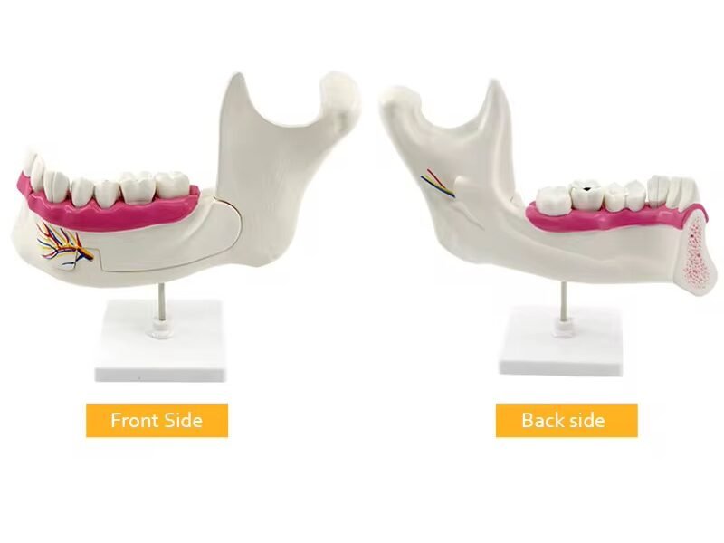 maxilar inferior, modelo 7022
