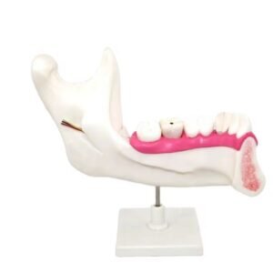 maxilar inferior, modelo 7022