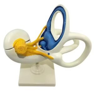 laberinto auditivo, material didactico para enseñanza, 7015