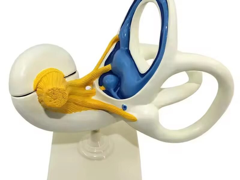 laberinto auditivo, material didactico para enseñanza, 7015