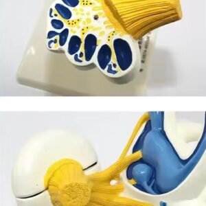 laberinto auditivo, material didactico para enseñanza, 7015