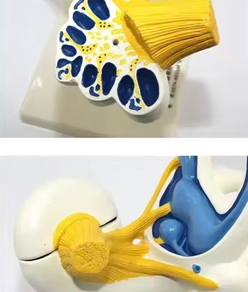 laberinto auditivo, material didactico para enseñanza, 7015