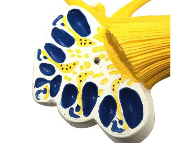 laberinto auditivo, material didactico para enseñanza, 7015