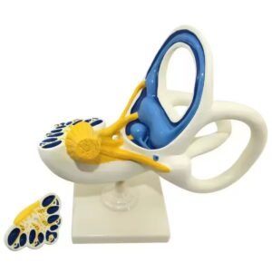 laberinto auditivo, material didactico para enseñanza, 7015