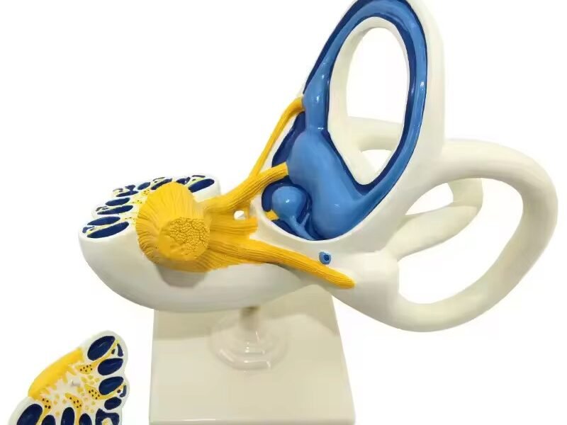 laberinto auditivo, material didactico para enseñanza, 7015