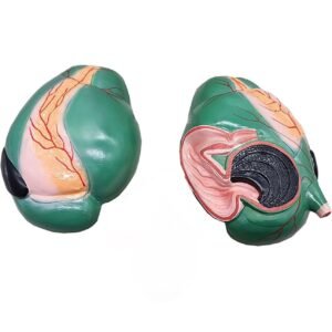 estomago de vaca, material didactico para enseñanza, 6013