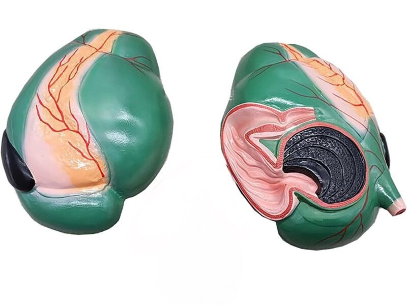 estomago de vaca, material didactico para enseñanza, 6013