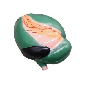 estomago de vaca, material didactico para enseñanza, 6013