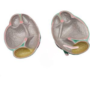 estomago de vaca, material didactico para enseñanza, 6013