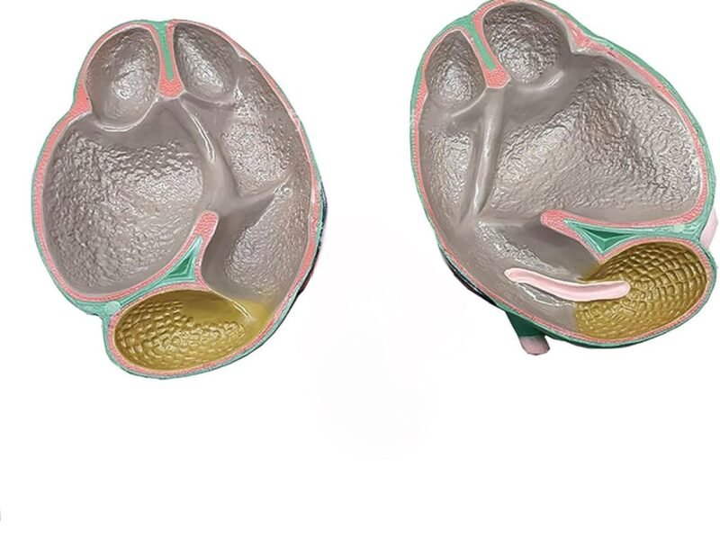 estomago de vaca, material didactico para enseñanza, 6013