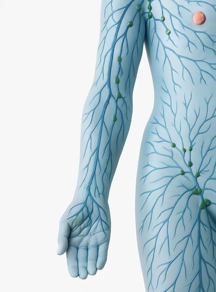 sistema linfático y venos, material para enseñanza, 7008