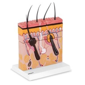 piel foliculo, material didactico para enseñanza, j3c3193133
