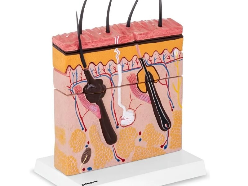 Piel Folículo, para enseñanza, CodJ3c3193133 piel foliculo, material didactico para enseñanza, j3c3193133