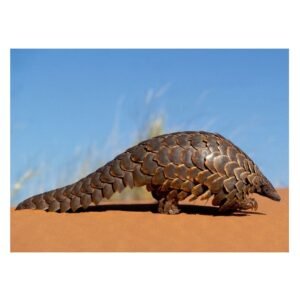 pangolín, material de enseñanza