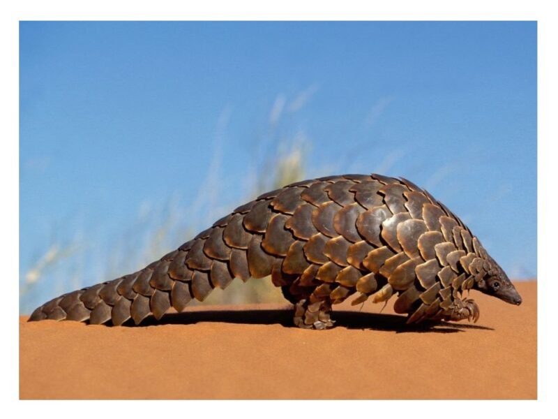 pangolín, material de enseñanza