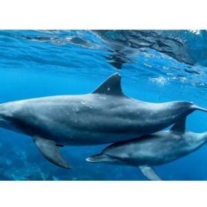 delfin, material de enseñanza