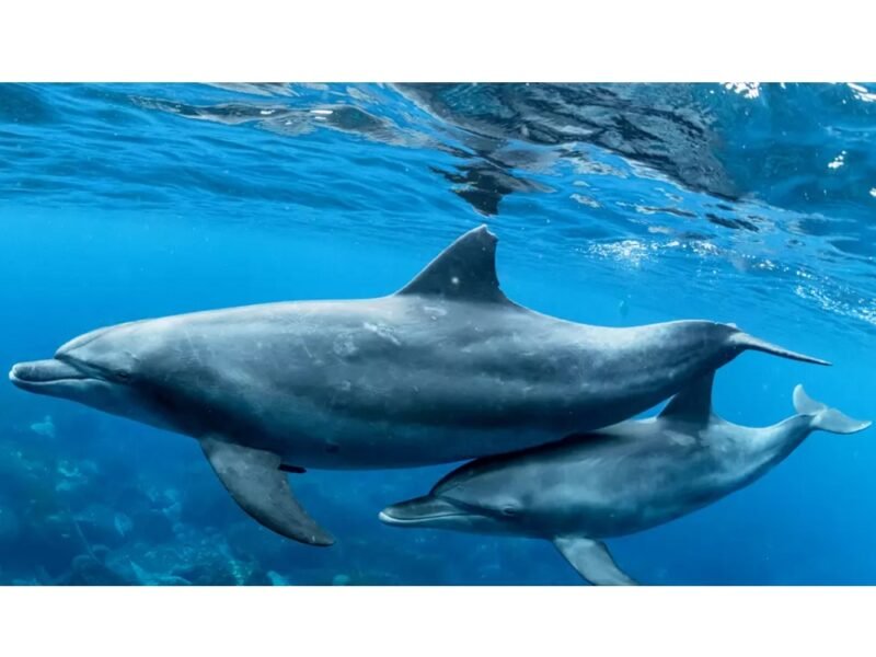 delfin, material de enseñanza