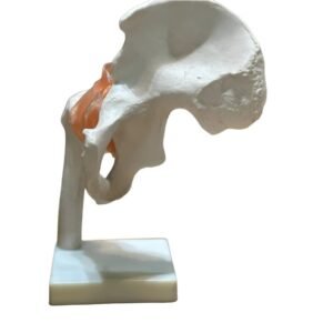 cadera ligamento material para enseñanza j3c119110