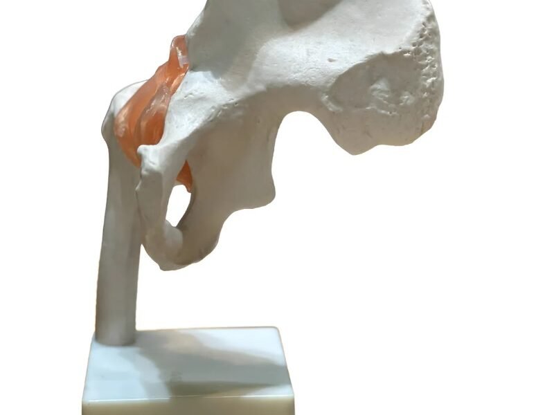 cadera ligamento material para enseñanza j3c119110