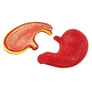 modelo de estomago codigo j3c319306