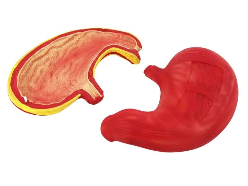 modelo de estomago codigo j3c319306