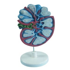 nódulo linfático, material didactico para enseñanza, 7033