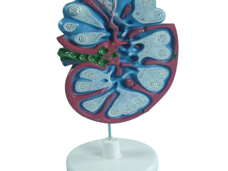 nódulo linfático, material didactico para enseñanza, 7033