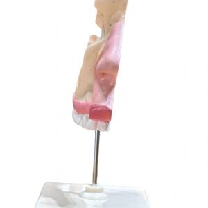 cavidad nasal, material didactico para enseñanza, 7036