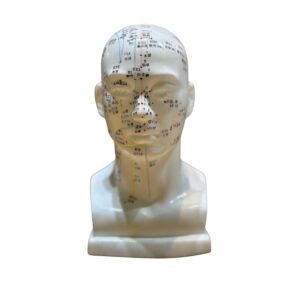 cabeza acupuntura, para enseñanza codj3c519507