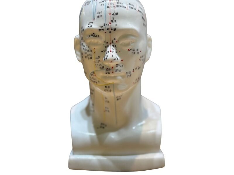 cabeza acupuntura, para enseñanza codj3c519507