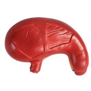 modelo de estomago codigo j3c319306