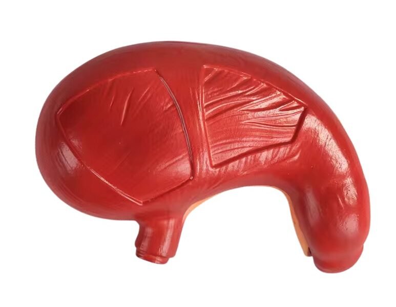 modelo de estomago codigo j3c319306