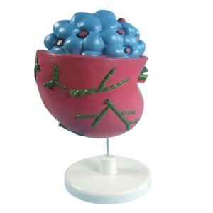 nódulo linfático, material didactico para enseñanza, 7033