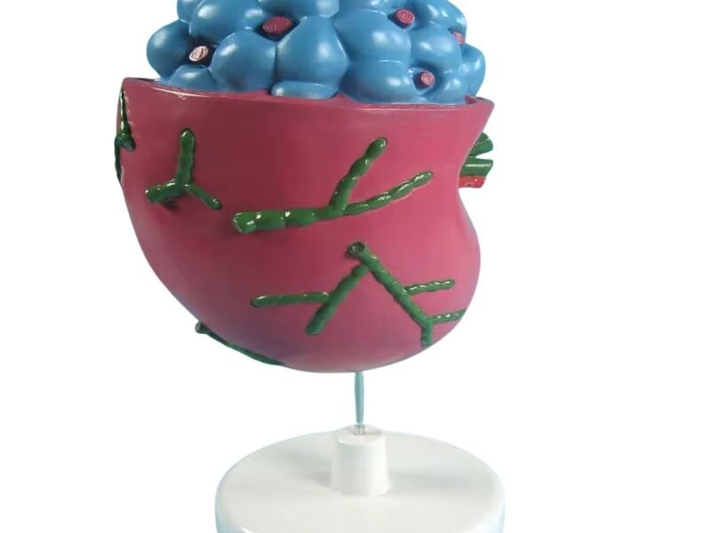 nódulo linfático, material didactico para enseñanza, 7033