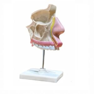 cavidad nasal, material didactico para enseñanza, 7036